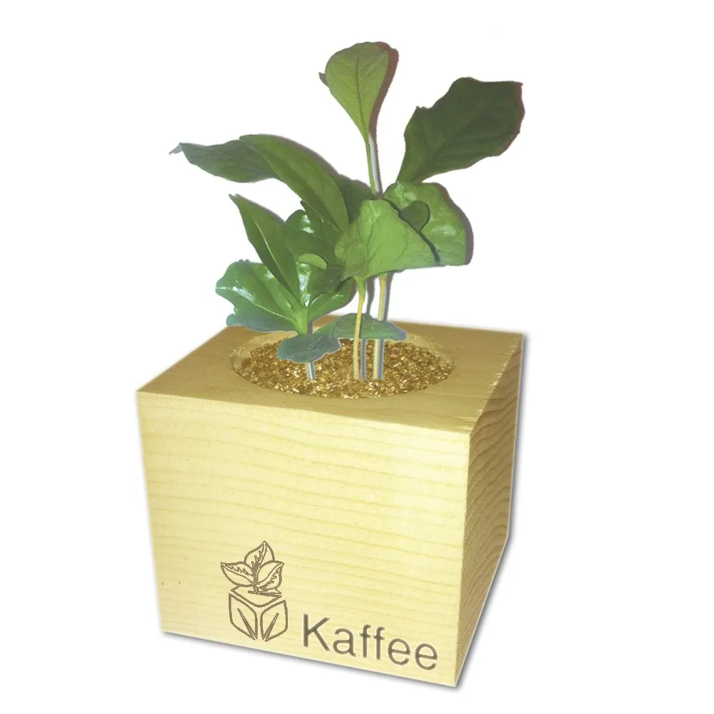 EcoCube - Pflanzen in Holzwürfeln - Kaffee