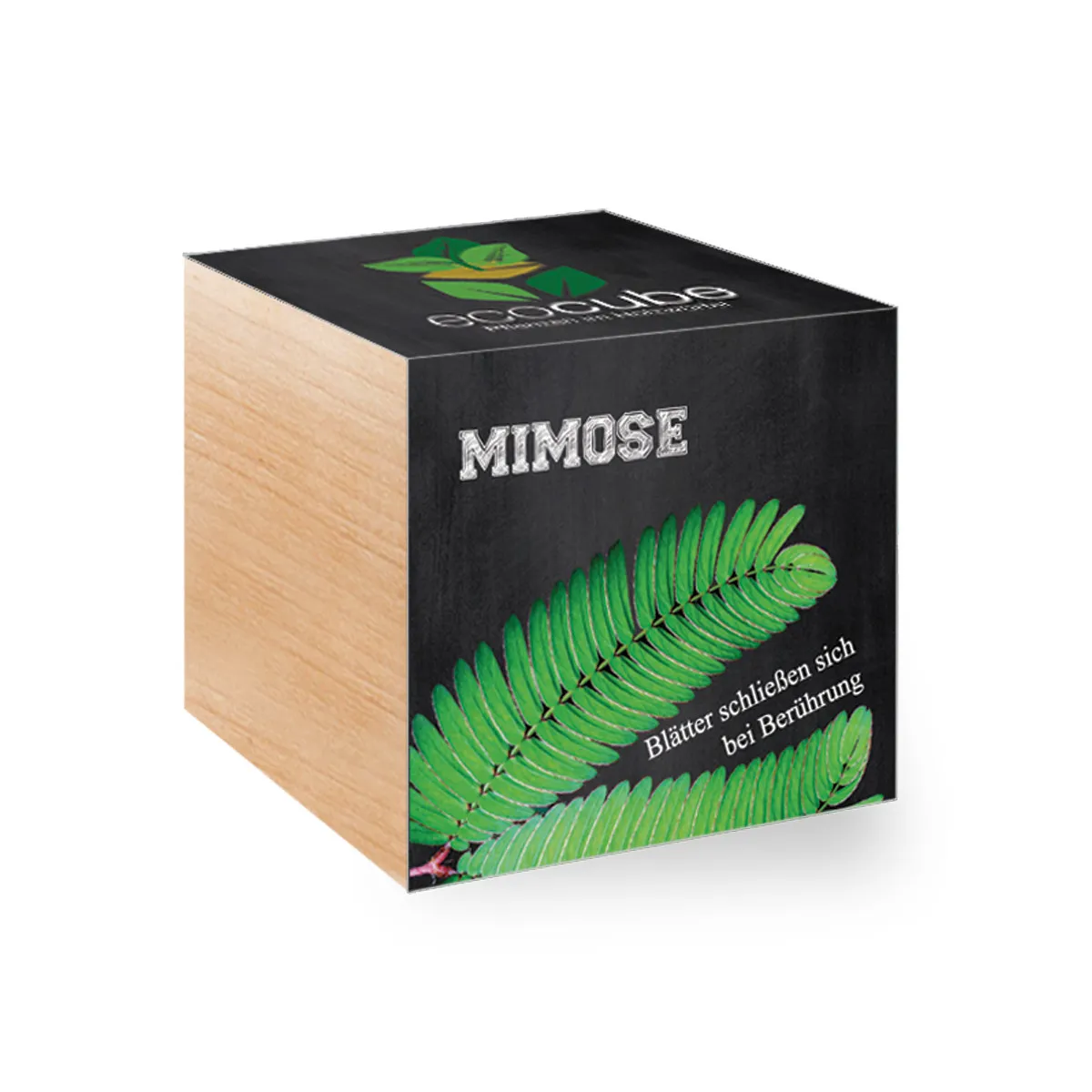 Pflanzwürfel - Mimose