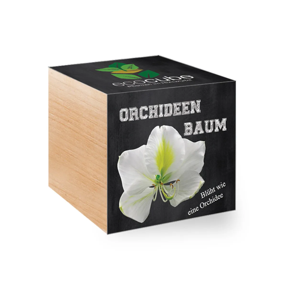 EcoCube Orchideenbaum